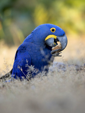 Hyacinth Macaw on the ground, eating macaadamia nut
