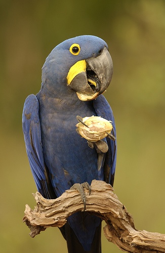 Hyacinth Macaw sitting on a branch and eating