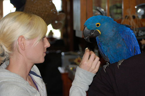 Hyacinth Macaw 
    being offered food