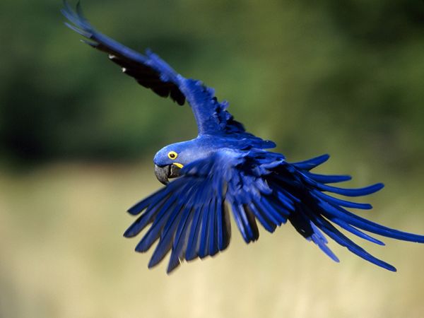 Hyacinth Macaw 
    flying