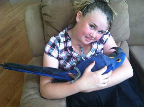 Hyacinth Macaw
       held and cradled by girl on a couch
