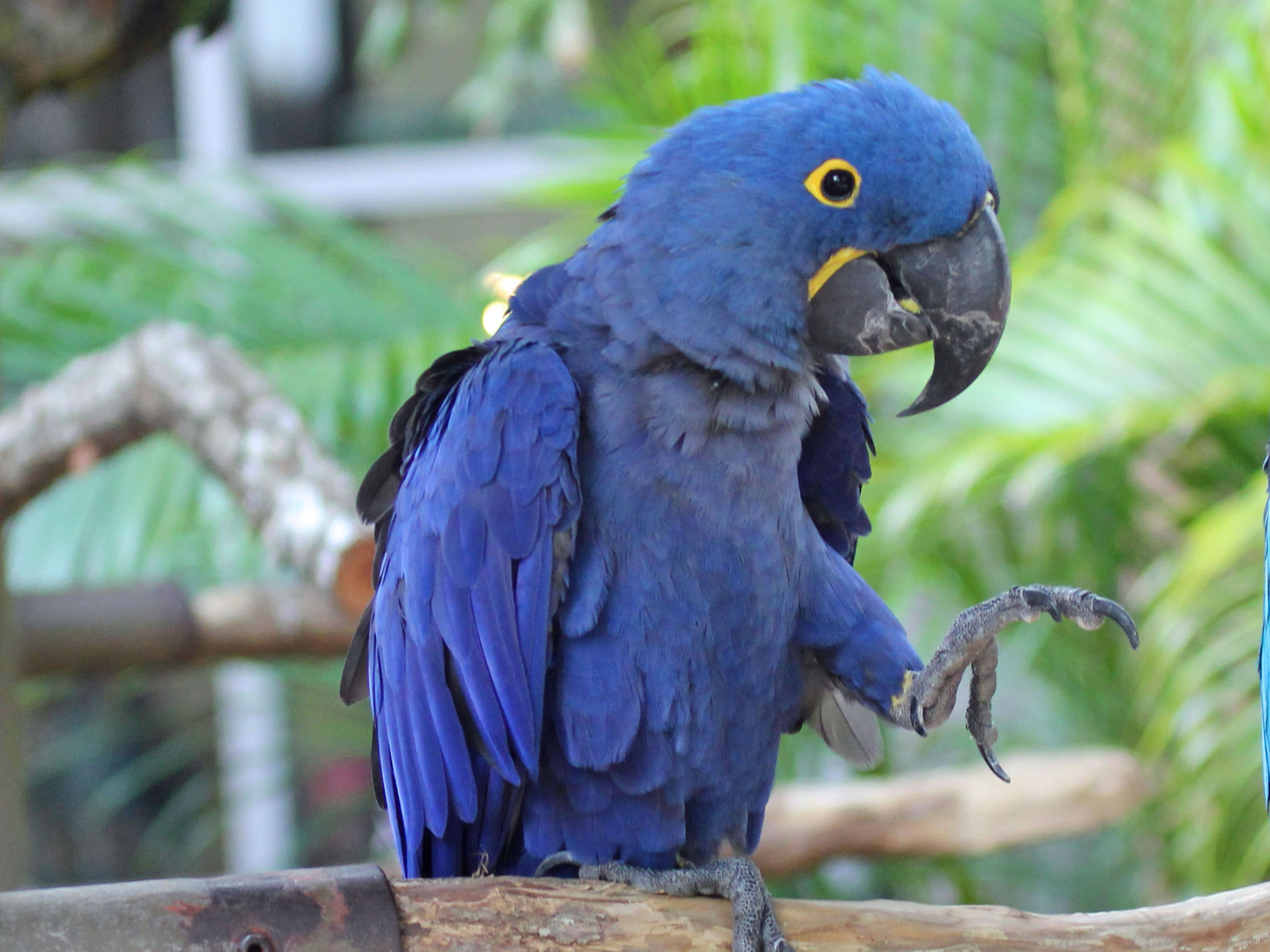Hyacinth Macaw 
    with left leg up