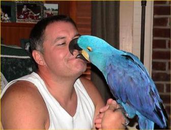 Hyacinth Macaw nibbling a person on the nose