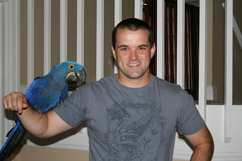 Hyacinth Macaw on man's arm
