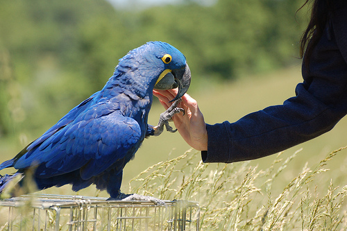 Hyacinth 
     Macaw reaching out to owner's hand with foot