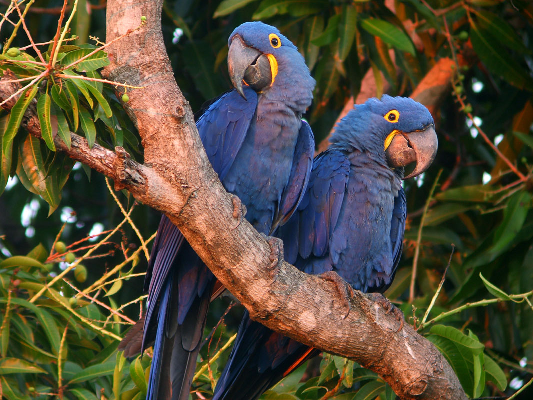 two_Hyacinth_Macaws_in_tree_in_wild