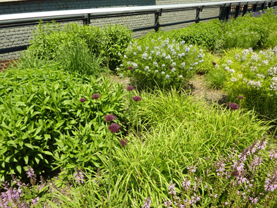 High Line flowers to left of path section one