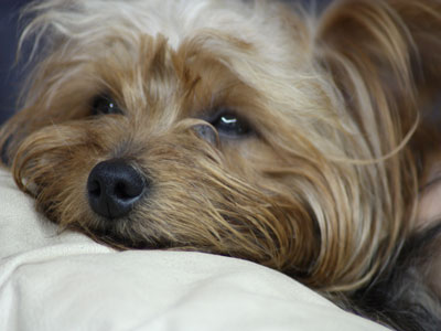 Yorkshire Terrier Sleepy