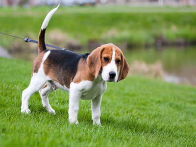 beagle on leash