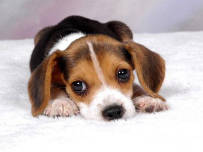 beagle puppy closeeup