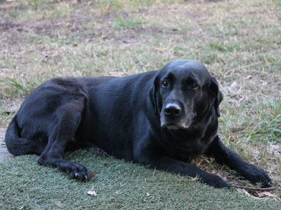 Black Labrador Retriever (aka Black Lab)