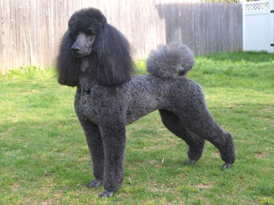 black standard poodle