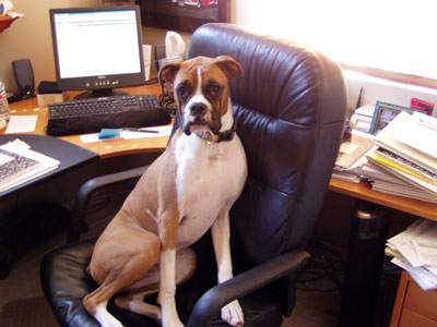 boxer in desk chair