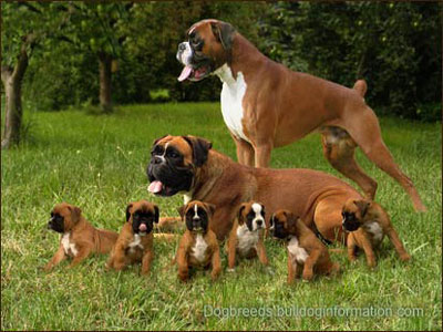 boxers with puppies
