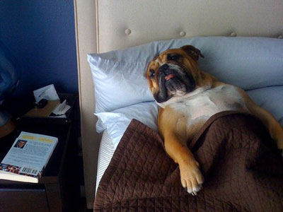 bulldog sleeping in bed