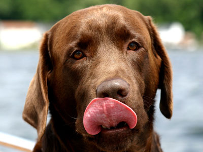 Chocolate Labrador Retriever licking his mouth