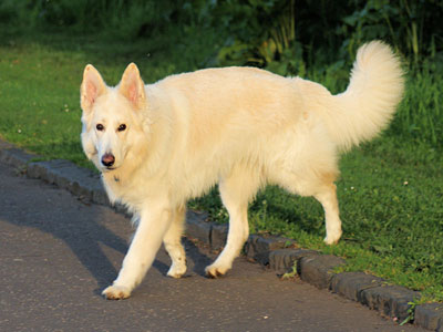 white German Shepherd
