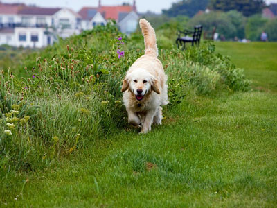Golden Retriever walking along flower border
