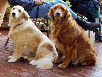 Light and dark Golden Retrievers