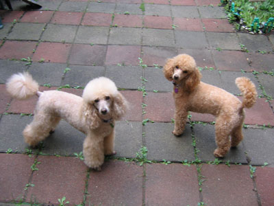 minature poodles