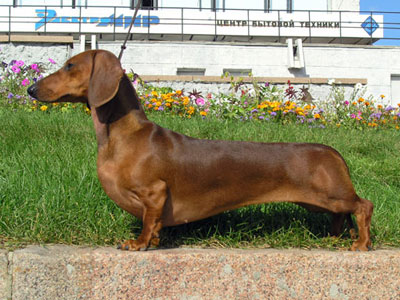 red smooth standard size dachsund