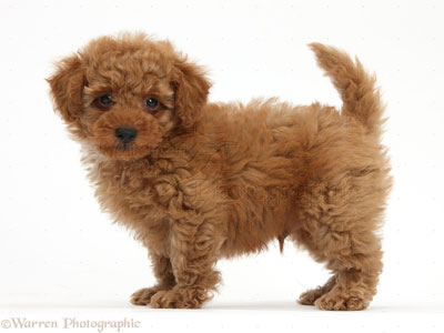 red toy poodle