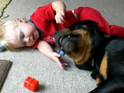 rottweiler and baby