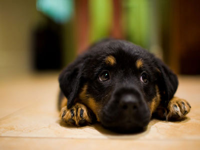 rottwieler puppy