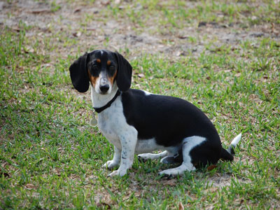 short haired dachsund