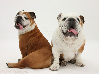 two bulldogs