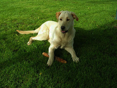 Yellow Labrador Retriever sitting on the grass