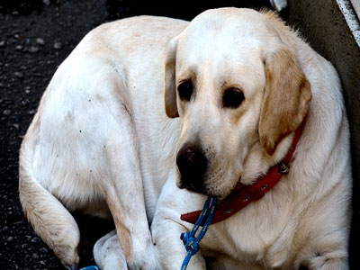 Yellow Labrador Retriever