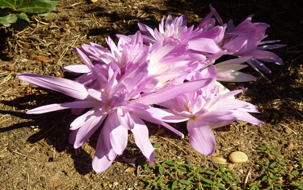 Colchicum autumnale waterlilly.  Lumix ZS-3