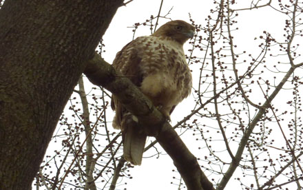 Hawk in a Neighbor's Tree. Lumix ZS-3.