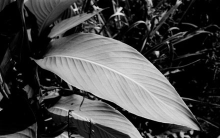 Leaf in Black and White. Kodak Plus-X Negative Film. Nikon FG.