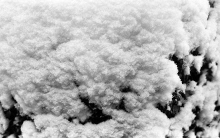 Snow on Bush. Kodak Plus-X Black and White Negative Film. Nikon FG.