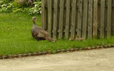 Wild Turkey With Babies Nearby. Lumix ZS-3